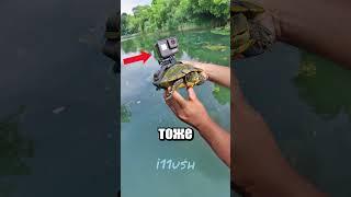 Эволюция шпионажа за животными
