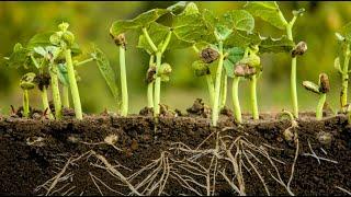 Environmental Science 9 (Soil Structure and Plant Growth)