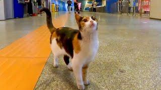 地下鉄駅の三毛猫ちゃん、売店の人や駅職員の人たちみんなに可愛がられています