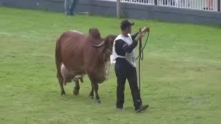 VERA FIV CABO VERDE JCVL 1279,GRAN CAMPEONA GIR LECHERO EXPOCEBU 2019