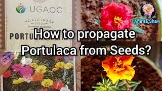 How to propagate Portulaca from Seeds? | Ugaoo Moss Rose seeds review | 9'O clock seed germination