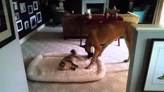 When the cat steals the dog's bed.