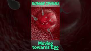 Sperm journey towards egg | How sperm meets egg | Human sperm traveling to egg under microscope