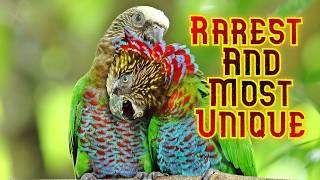 Most Mysterious and Unique Parrots on Earth  