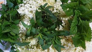 The power of herbs in a glass - elderberry, mint and lemon balm syrup