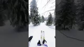 Tree line #skiing #shorts