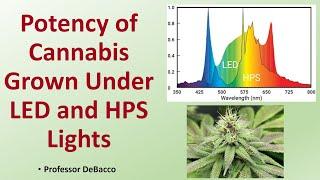 Potency of Cannabis Grown Under LED and HPS Lights