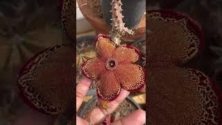 #shemasundar #cactus #perciancarpetflower #edithcolea