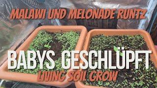 Cannabis im Living Soil: Malawi & Melonade Runtz - So gelingt dein erster Grow!