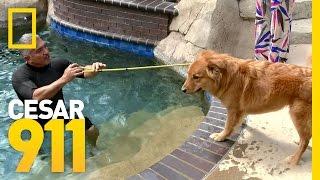 Healing Waters | Cesar 911