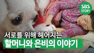 [눈물] “끝까지 못 지켜줘서 미안해..” 할머니와 은비의 이별 I TV동물농장 (Animal Farm) | SBS Story