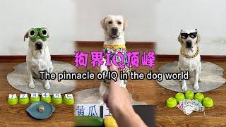 狗界IQ顶峰The pinnacle of IQ in the dog world#搞笑汪驾到#萌寵#寵物#搞笑#拉布拉多 #doglover #Labrador #labrador  #dog