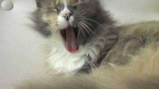 Cat Yawning - Parry Gripp