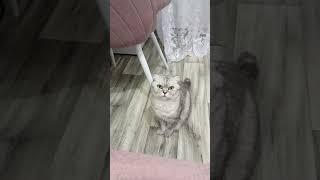 Что-то хочет Кейси?! #нашажизньлн #домашниеживотные#кошкаКейси