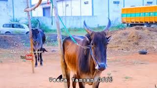 P.VIJAYAKUMAR MEDICAL REKLA BULL'S / REKLA RACE STATUS / VEERAVAMSAM REKLA