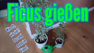 Ficus gießen so viel Wasser braucht die Birkenfeige