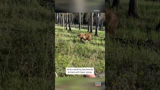 Man Uses Spray on Pursuing Bear #shorts