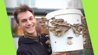 Growing Mushrooms in a Bucket! (Super Easy Method) | GroCycle