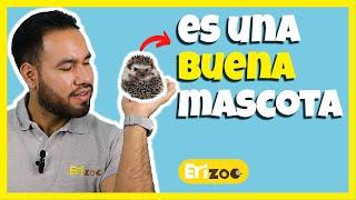 7 razones por las que un erizo es buena mascota | Erizoo México | Venta de Erizos  en México