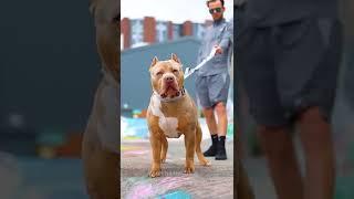 Pitbull dog attitude whatsApp status #shorts #pitbull