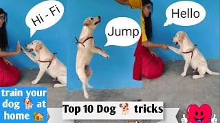 Top 10 dog tricks | labrador dog |Labrador dog training | Labrador retriever puppy | dog sound