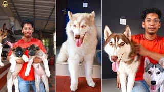 കേരളത്തിൽ ഏറ്റവും കൂടുതൽ Akita dogs ഉള്ള വീട് ! Rare verities Siberian Husky കളും ! #dog #puppy