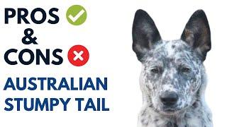 Australian Stumpy Tail Cattle Dog Pros and Cons | Stumpy Dog Advantages and Disadvantages