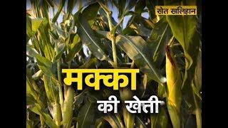 Khet Khalihaan - Maize Farming | Corn Agriculture