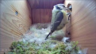 8th May 2021 - Incubation Day 11 - Blue tit nest box live camera highlights