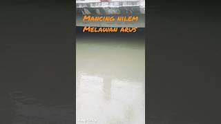 Mancing Nilem Melawan Arus