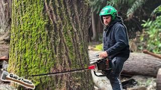 Removing A HUGE Codominant Fir And Cottonwood Tree