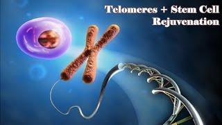  Stem Cell and Telomeres Rejuvenation ~ Eternal Youth + Healthy Body ~ Gentle Rain Sounds