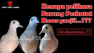 Mitos memelihara burung Perkutut harus ganjil