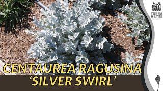 CENTAUREA RAGUSINA 'SILVER SWIRL': Elegant Floral Accent for Your Garden 