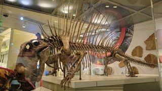 Smithsonian National Museum of Natural History | Hall of Fossils | Washington DC National Mall