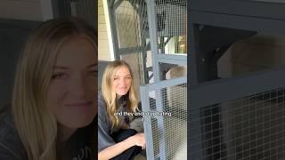 the scaredy cats become brave cats  #catio #diyprojects #catreels
