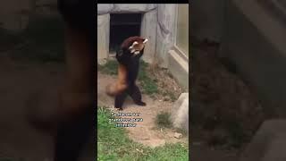COMO SE DEFIENDEN LOS PANDAS ROJOS