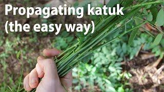 Propagating Katuk (the easy way)