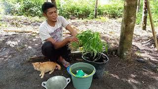 Di kebun hujan deras minum jamu wedang jahe,Tanam jahe,Tumis kangkung, hidup di hutan karet, CHR-25