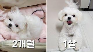 The process of growing a Maltese baby dog for a year