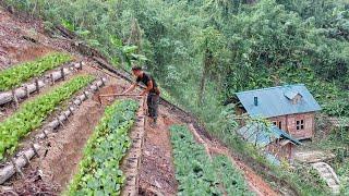 Full video: Gardening in the mountains. Growing okra, pumpkin and harvesting melons - TA Bushcraft