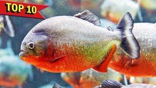 Top 10 Aggressive Aquarium Fish