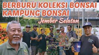 Berburu Koleksi Bonsai Kampung Bonsai Jember Selatan