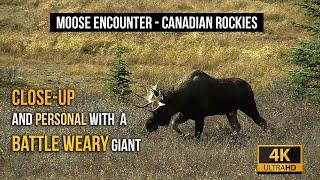 Close Encounter With Battle Weary Moose - An Insiders Travel Guide