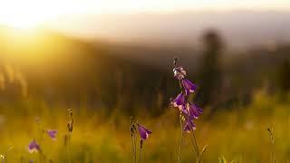 Melodic Progressive House mix vol 117 (Before Sundown)