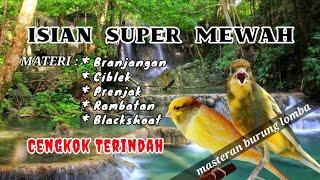 Masteran Kenari Full isian Super Mewah