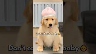 We’re different! | Cutest Golden Retriever Puppy #puppy #goldenretriever #shorts #dog