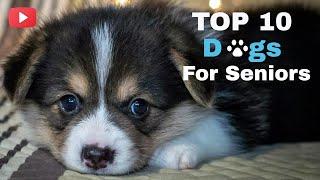 Top 10 Dogs For Seniors