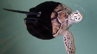 Injured Turtle Gets Designer Fin