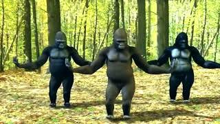 Bara Bere MUSIC. Dancing gorillas